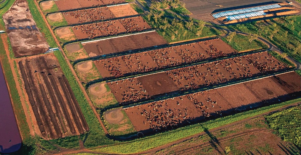 Terrenti usati per l'industria della carne